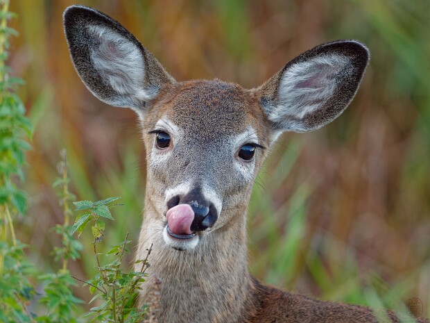 Faune