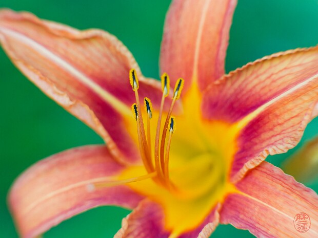 Flore