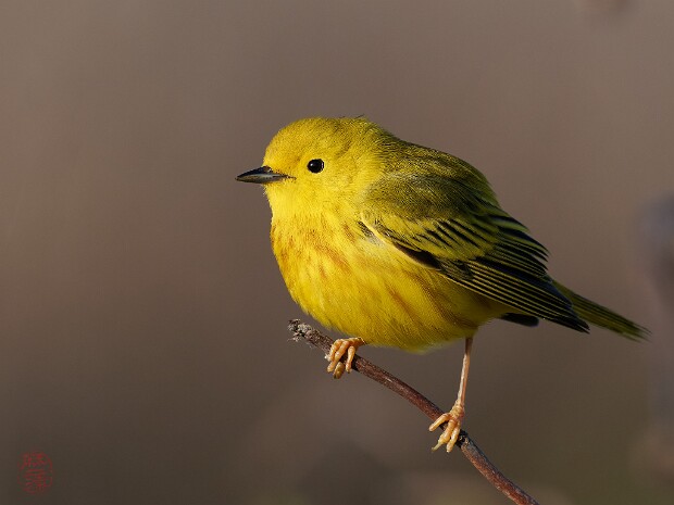 Oiseaux