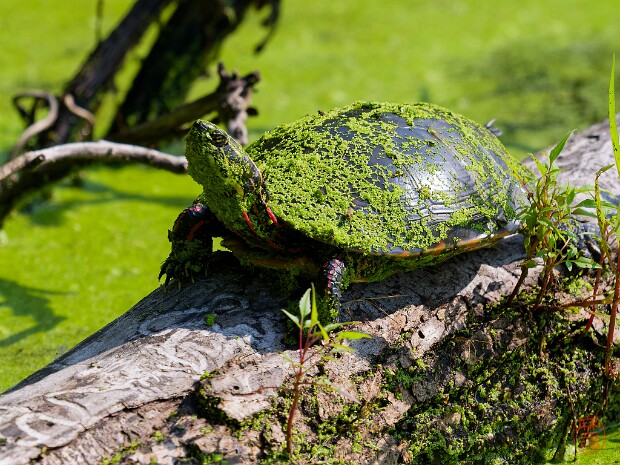 Reptiles